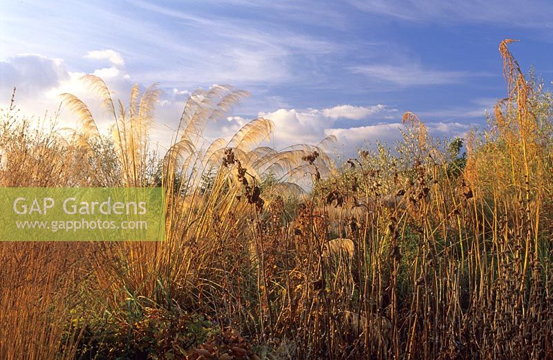 Ornamental grasses including Cortaderia and Filipendula in late autumn border at Marchants, Sussex