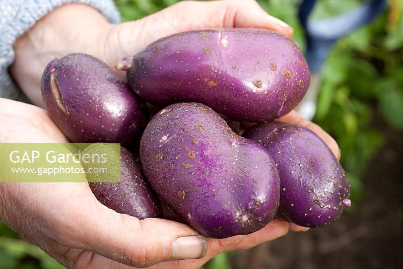 Person holding handful of potatoes 'Arran Victory'