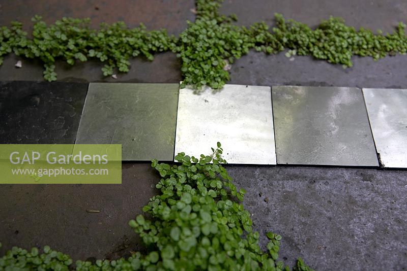 Silver, reflective squares laid on paving tiles with Soleirolia soleirolii syn. Helxine soleirolii growing in the cracks - Small urban garden, London
