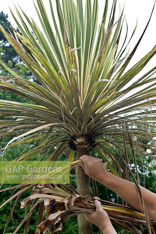 Removing dead leaves from a Cordyline australis 