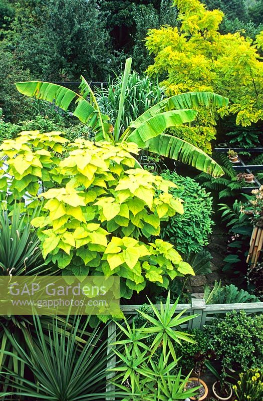 Exotic planting Catalpa, Musa - Banana, Robinia pseudoacacia - Elmdon Exotic Garden, Solihull, UK