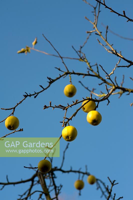 Last remaining Apples on Malus tree that has lost all leaves against a blue winter sky