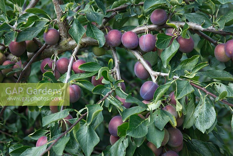 Prunus domestica 'Reine-claude Noire' - Plum close up of ripening fruit