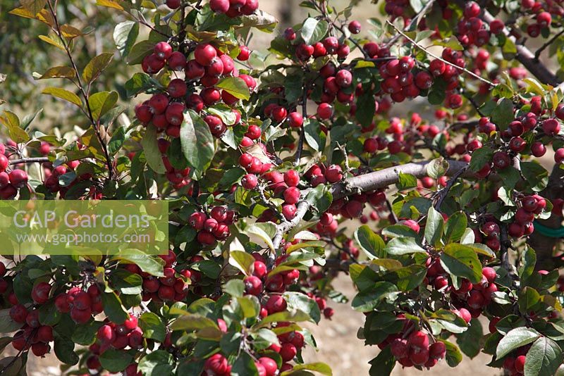 Malus domestica 'Neville Copeman' - Ornamental Apple tree with fruit