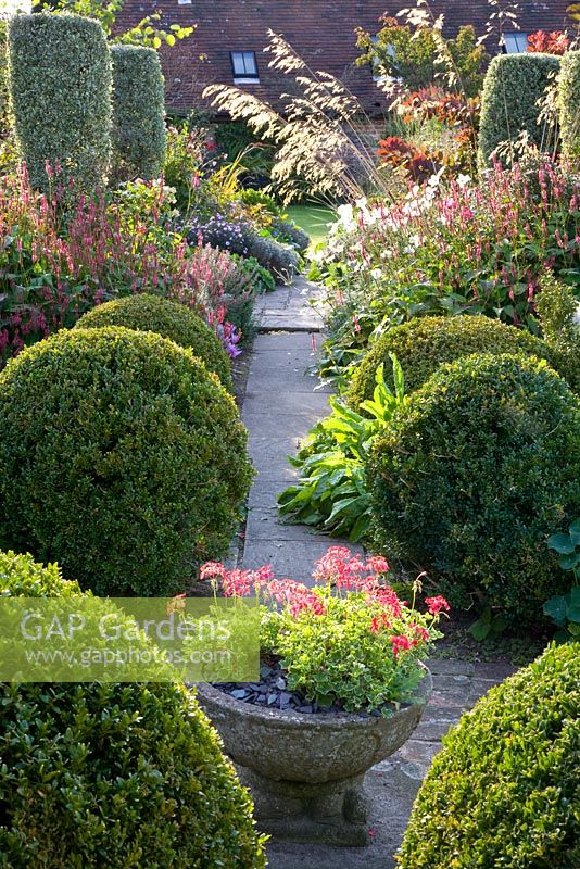 Path through late summer garden flanked by clipped Buxus - Box balls. Borders of Aster, Euonmus, Stipa gigantea, Persicaria and Anemone 'Honorine Jobert'
 