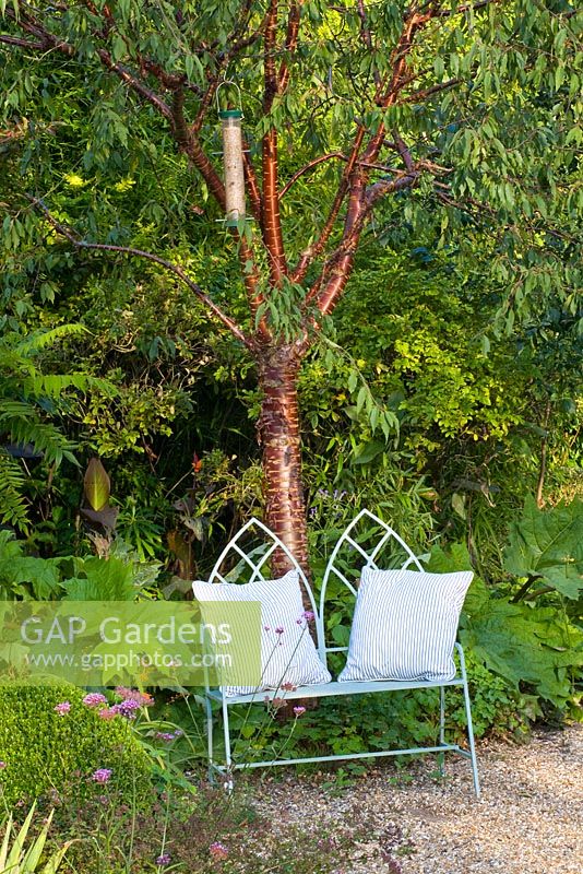 Painted metal seat beneath Prunus serrula