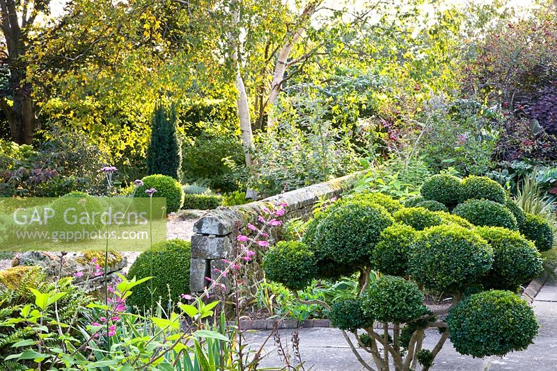 Country garden with clipped box balls and topiary