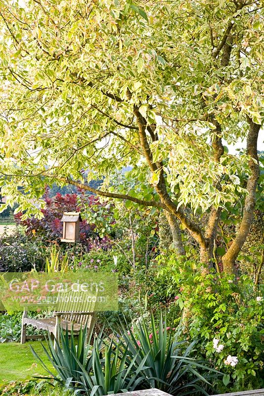Wooden bench in country garden, Acer negundo in flowerbeds 