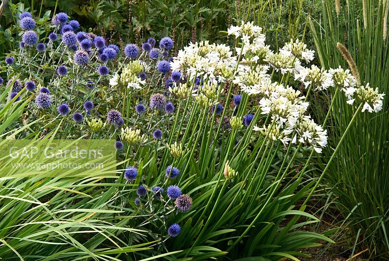 Echinops ritro 'Veitch's Blue', Agapanthus 'Podge Mill' and Pennisetum macrourum - Marchants Nursery, East Sussex