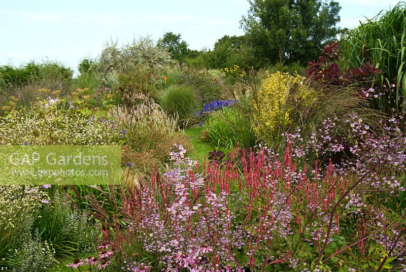 Borders of perennials and grasses including Thalictrum, Persicaria amplexicaulis, Sanguisorba, Tulbaghia, Agapanthus and Miscanthus sinensis - Marchants Nursery, East Sussex
