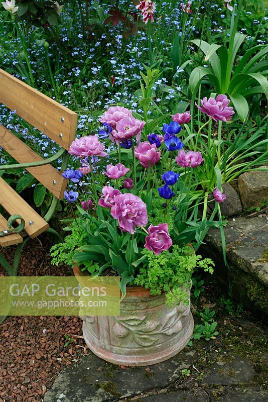 Paeony flowered Tulipa 'Blue Diamond' planted with Anemone coronaria in a weathered terracotta pot 