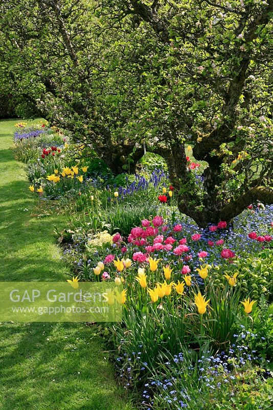 Apple trees underplanted with Tulips, Narcissus, drifts of Muscari and Myosotis - Hergest Croft gardens
