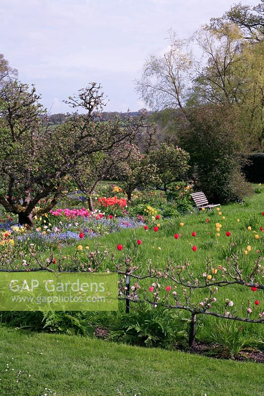 Tulip meadow bordered by esplaier fruit trees with spring bulbs and bedding displayed under gnarled apple trees - Hergest Croft gardens