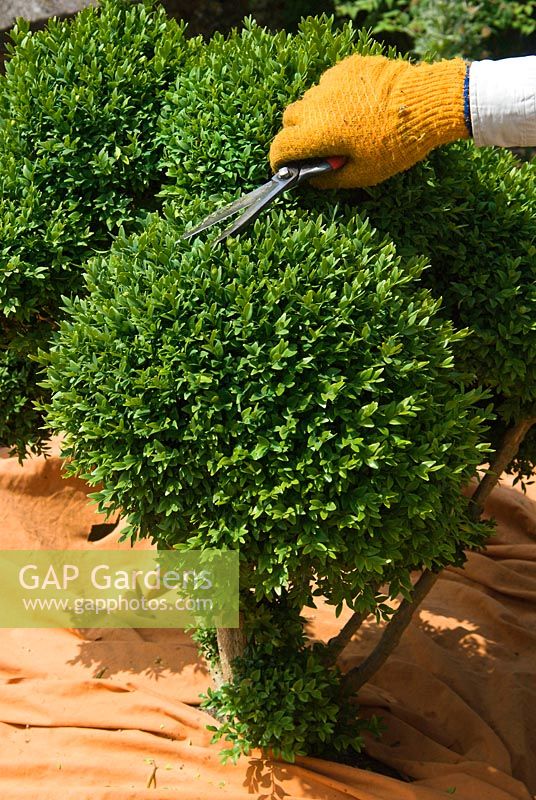 Pruning Buxus - Box topiary with Japanese topiary clippers