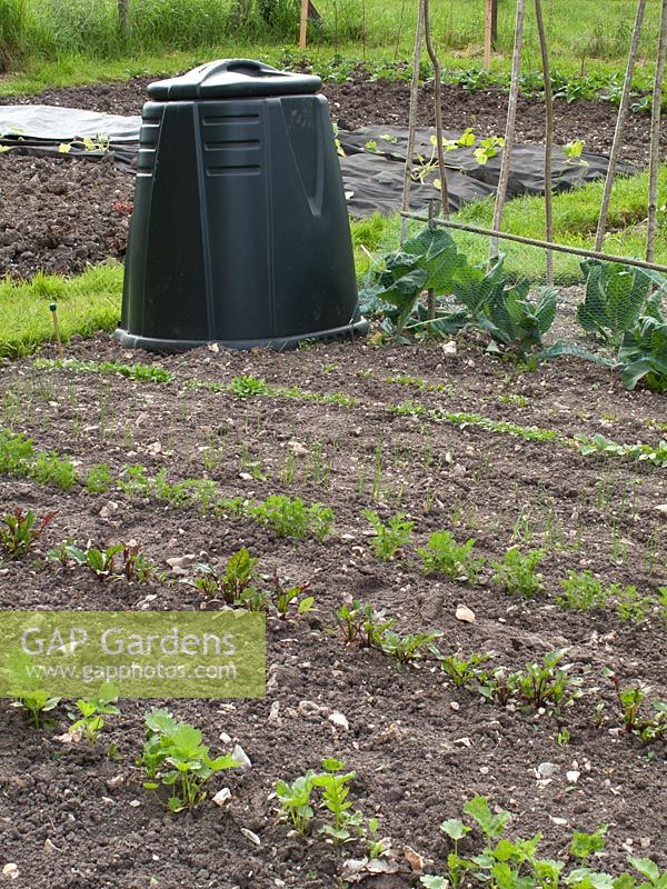 Allotment with compost bin and rows of seedlings in Spring
