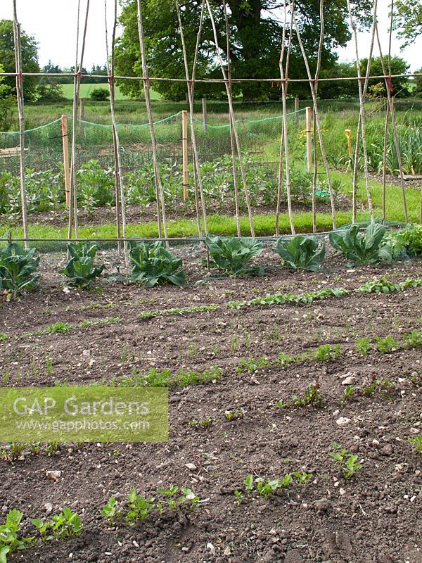 Allotment in spring with rows of seedlings and bean poles 