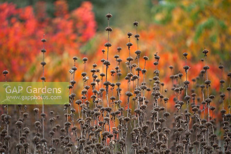 Seedheads of Phlomis tuberosa 'Amazone'. Cotinus 'Flame', Rhus chinensis in background. Millenium Borders, Wisley, in autumn.