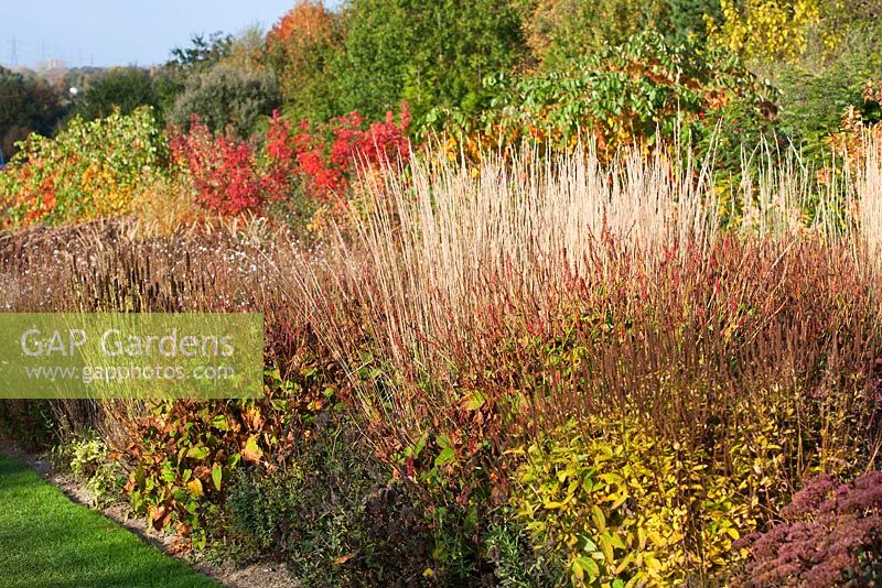 Seedheads of grasses and perennials including, Persicaria, Veronicastrum, Sedum and Calamagrostis in the Millenium Borders at Wisley, in autumn