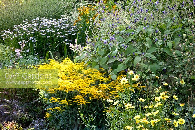 Solidago 'Laurin' and Coreopsis 'Full Moon' in late summer border