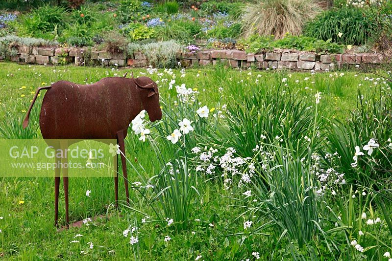 Narcissus planted in Dutch spring meadow garden with cow sculpture