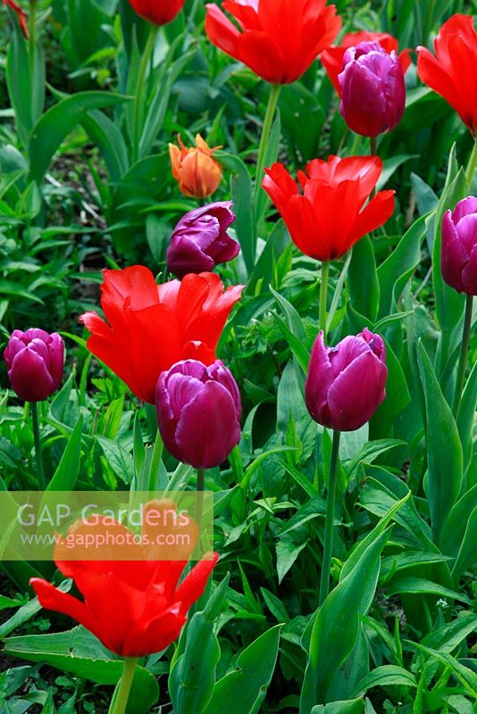 Dutch garden with Tulipa 'Purple Prince', Tulipa 'Princesse Charmante' and Tulipa 'Princess Irene'