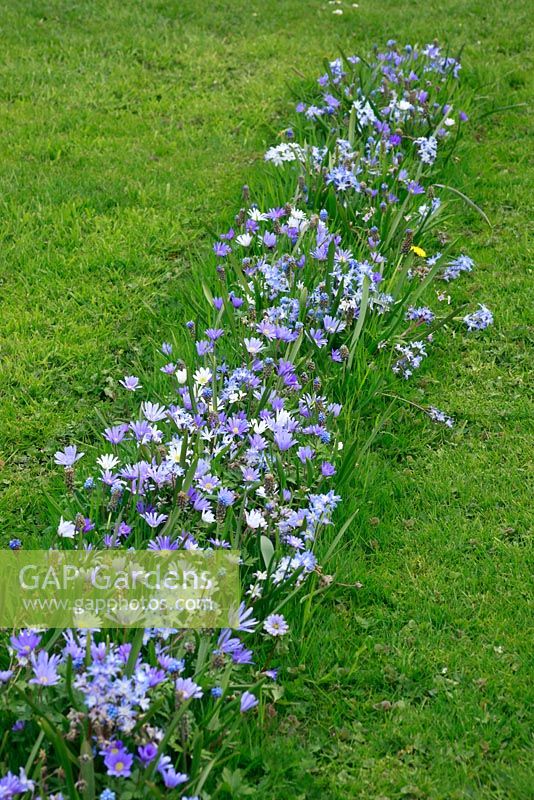 Anemone blanda 'White Splendour', Anemone blanda 'Blue Shades', Muscari azureum, Muscari azureum 'Album' Chionodoxa luciliae and Chionodoxa luciliae 'Alba' planted in line in the lawn.