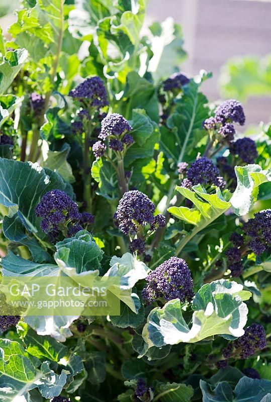 Brassica oleracea - Purple sprouting Broccoli 'Redhead'