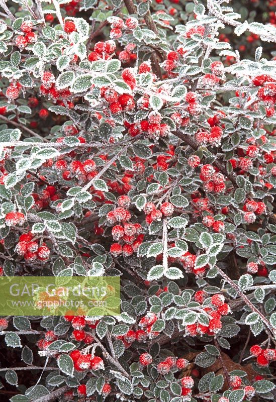 Cotoneaster lidjiangensis berries with frost 