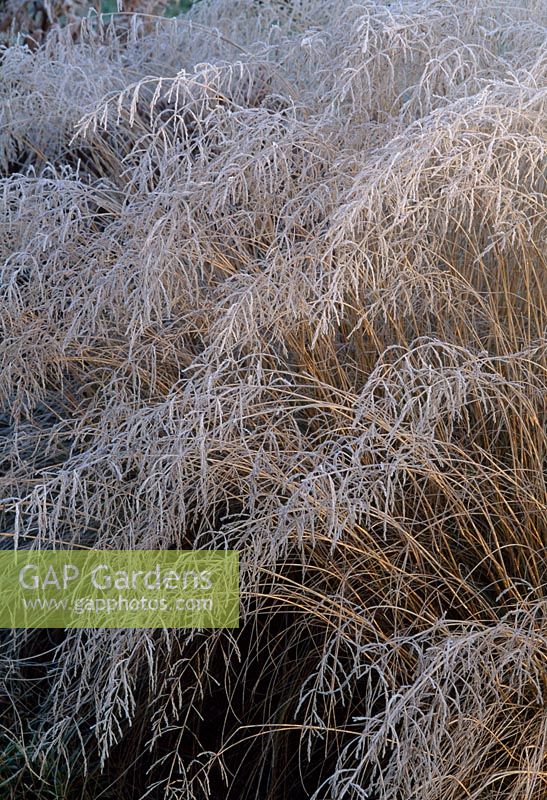 Eragrostis curvula - Seed heads with frost