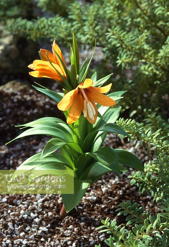 Fritillaria imperialis  var. inodora - A non-smelling form of Crown Imperial
