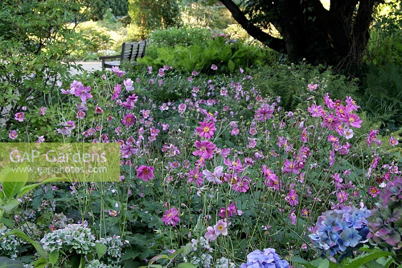 Anemone japonica and Hydrangea with bench