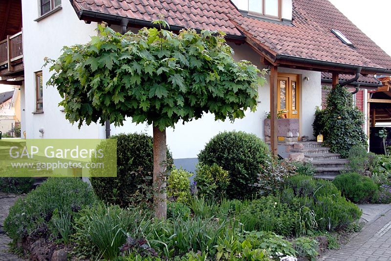 Front Garden with Acer platanoides 'Globosum' and Buxus - Box balls