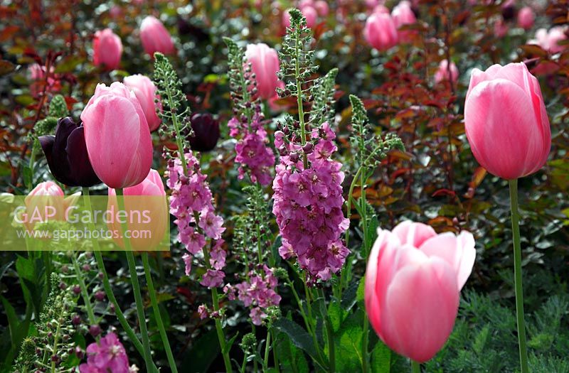 Tulipa 'Pink Impression' with Verbascum 'Rosetta'