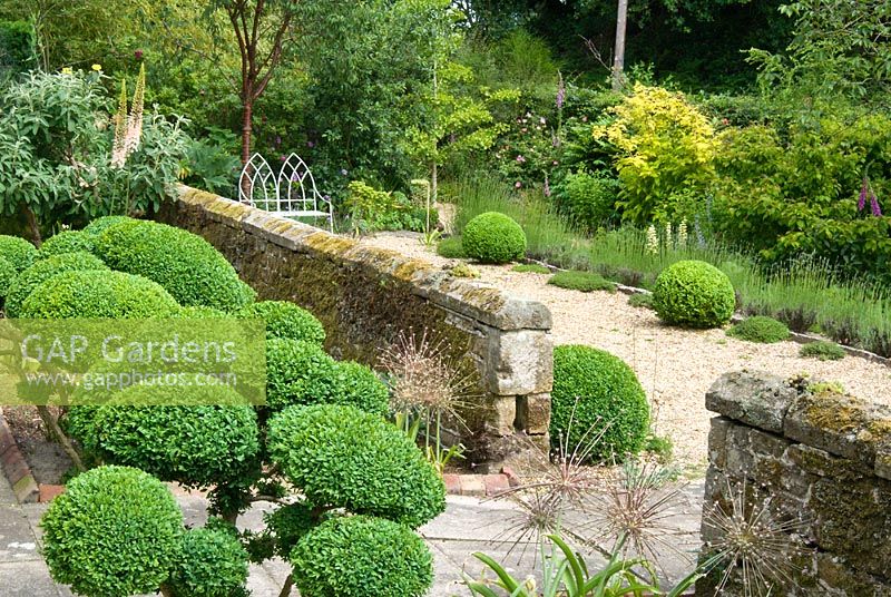 Cloud topiary Buxus - Box in front garden, Sandhill Farm House, Hampshire.