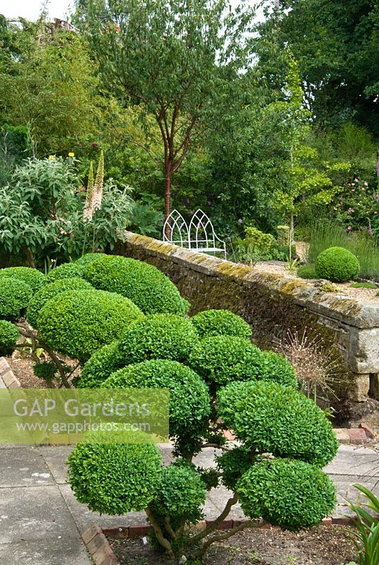 Cloud topiary Buxus - Box in front garden, Sandhill Farm House, Hampshire.
