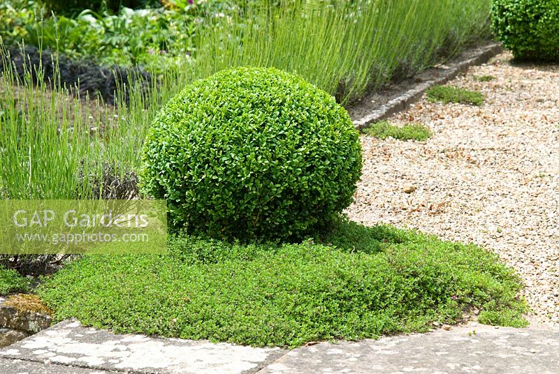 Topiary Buxus - Box ball and Thymus - Thyme underplanting, with Lavandula hedge. Sandhill Farm House, Hampshire, in June.