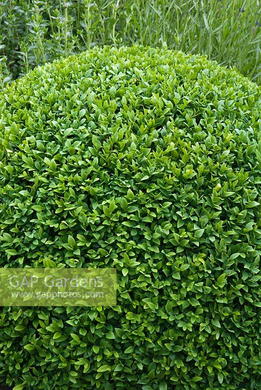 Newly clipped topiary Buxus - Box ball at Sandhill Farm House, Hampshire, in June.