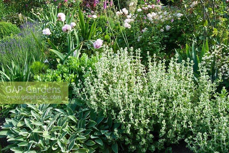Border with foliage interest - Sedum, Stachys byzantina, Ballota pseudodictamnus and Paeonia. Sandhill Farm House, Hampshire, in June.