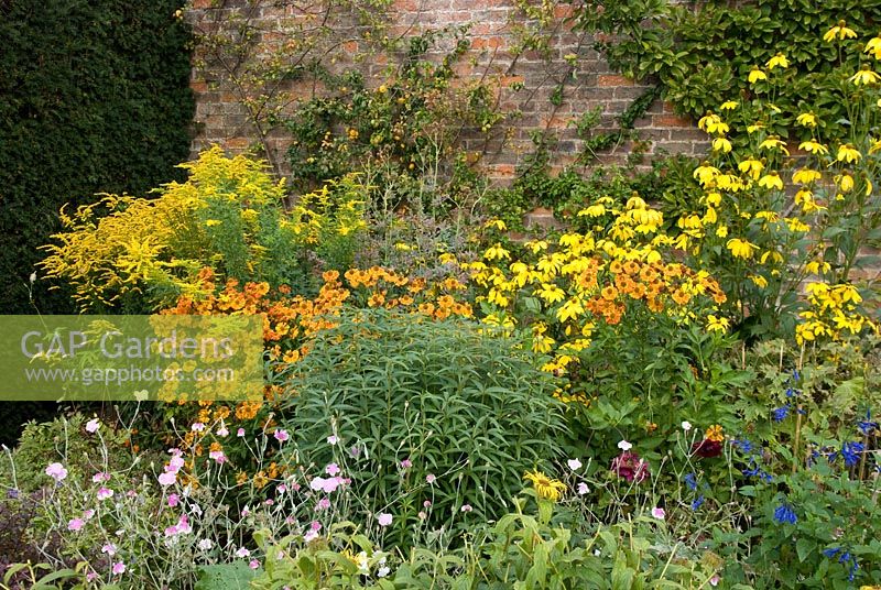 Herbaceous border in late summer with Helenium, Solidago - Golden Rod, Inula, Thalictrum and Rudbeckia 'Herbstonne' at Arley Hall and Gardens, Cheshire