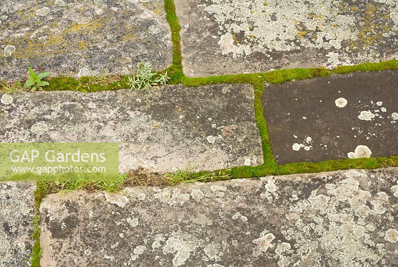 Weathered stone brick path with lichen and moss