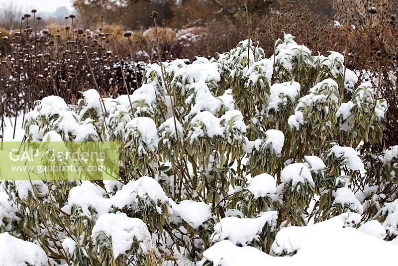 The Praire Garden showing Phlomis russeliana covered in snow at RHS Wisley, December