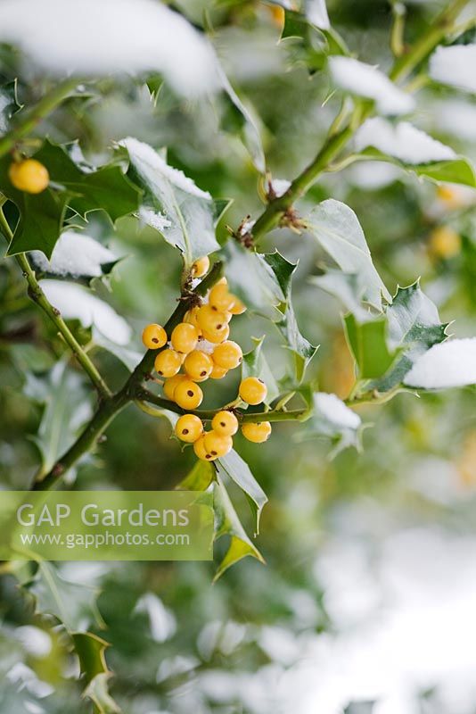 Yellow berried Ilex - Holly in the snow