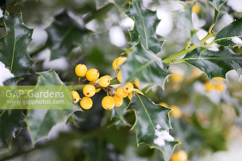 Yellow berried Ilex - Holly in the snow

