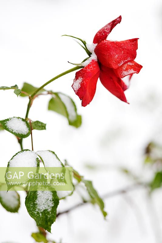 Red Rosa bent over and covered with snow
