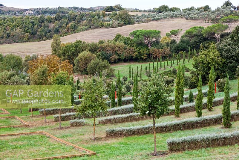 Rows of conifers and low evergreen hedges. The Field. Il Bosco Della Ragnaia, San Giovanni D'Asso, Tuscany, Italy, October. 
 