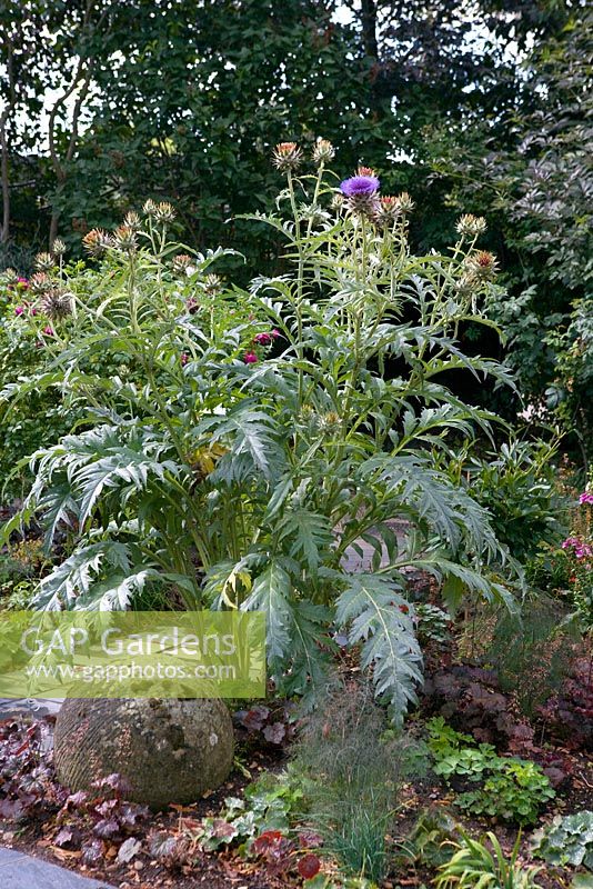 Cynara cardunculus - Cardoons growing in garden setting