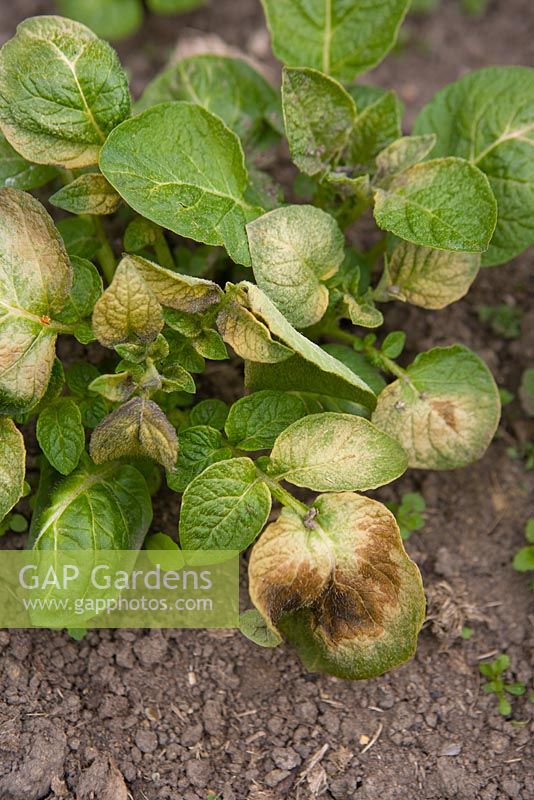 Frost damage on early potatoes