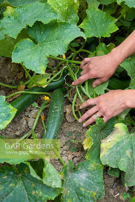 Fully grown cucumbers growing outside, trailing along the ground