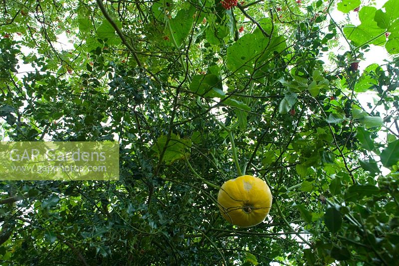 Cucurbita - Pumpkin Zucca 'Mammoth', growing high in a tree