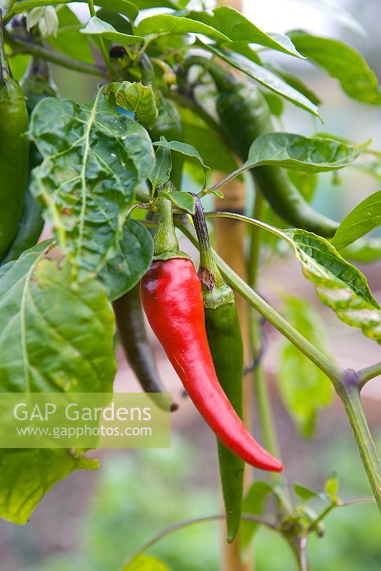Capsicum - Hot Pepper 'Cayenne'. Growing outdoors